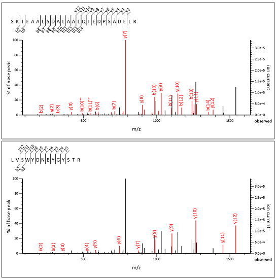 Labelled fragment peaks for SKIEAALSDALAALQIEDPSADELR and LVSWYDNEYGYSTR in the same chimeric spectrum