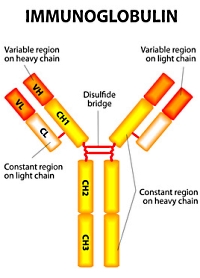 immunoglobulin