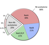 N-term acetylation