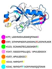 trypsin structure