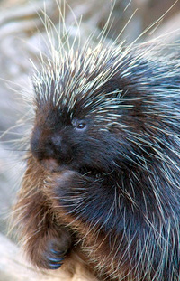 porcupine