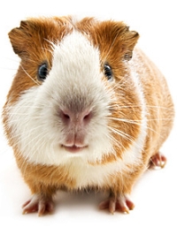 guinea pig