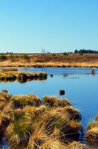 Peat bog