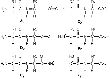 fragment types a,b,c,x,y,z