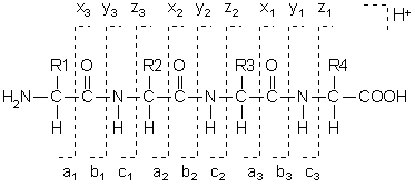 peptide fragmentation notation