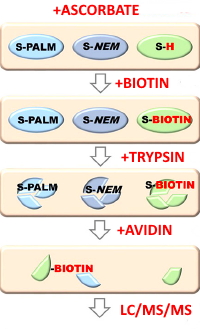 Stress-induced Changes in the S-palmitoylation and S-nitrosylation of Synaptic Proteins