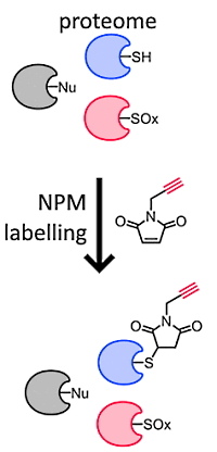 Maleimide-Based Chemical Proteomics for Quantitative Analysis of Cysteine Reactivity