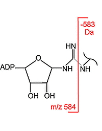 Gas-Phase Fragmentation of ADP-Ribosylated Peptides: Arginine-Specific Side-Chain Losses and Their Implication in Database Searches