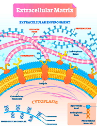 Evaluation and refinement of sample preparation methods for extracellular matrix proteome coverage