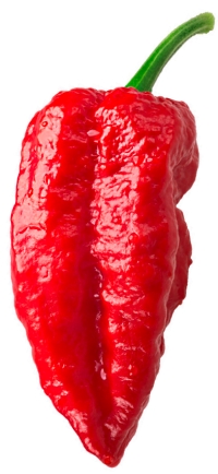 Too Hot to Handle: Antibacterial Peptides Identified in Ghost Pepper