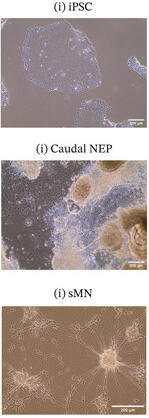 Thumbnail from featured publication